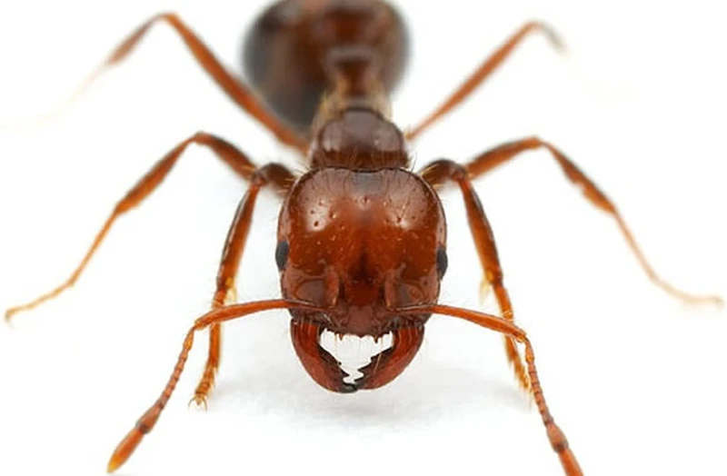 Controle de formigas saúvas