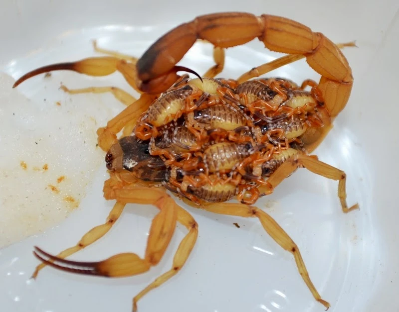 Dedetização contra escorpião em Bonfim Paulista