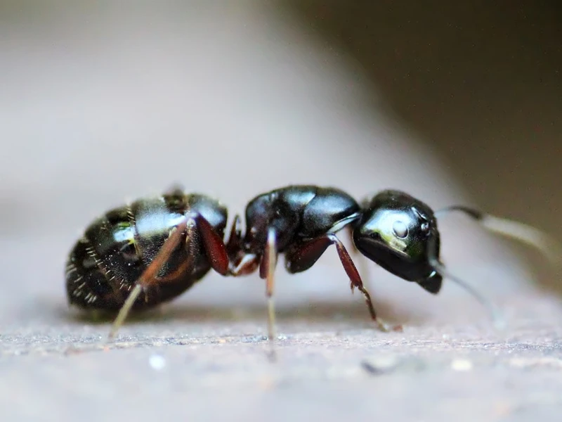 Dedetização de formiga em Bonfim Paulista