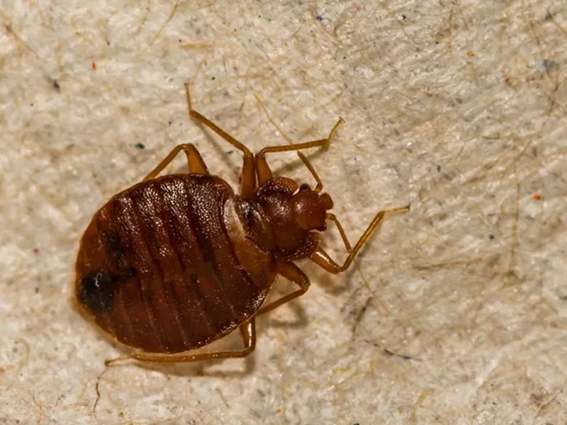 Dedetização de percevejos em Bonfim Paulista