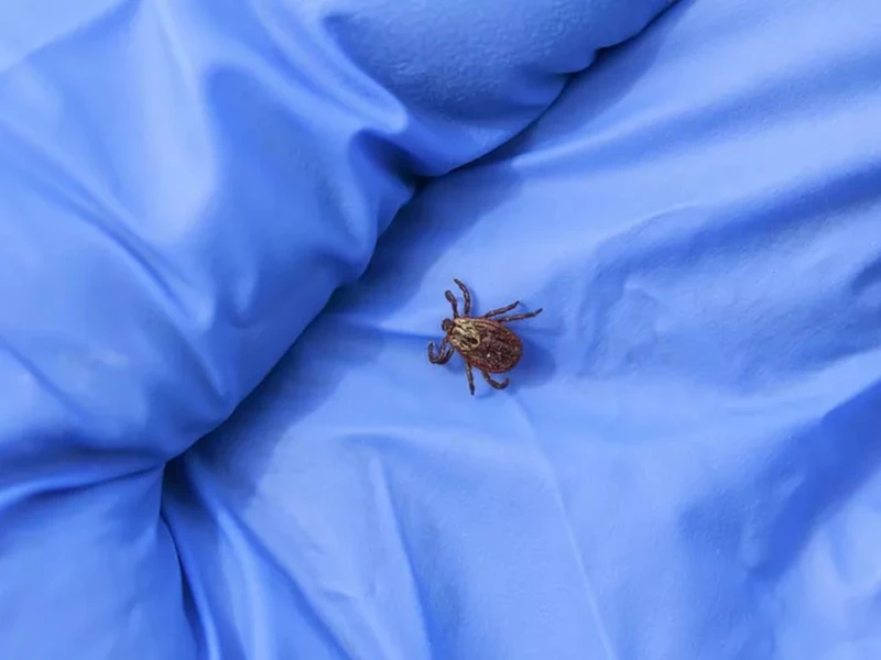 Dedetização de percevejos em Ribeirão Preto