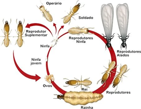 Dedetizadora de cupim em Bonfim Paulista
