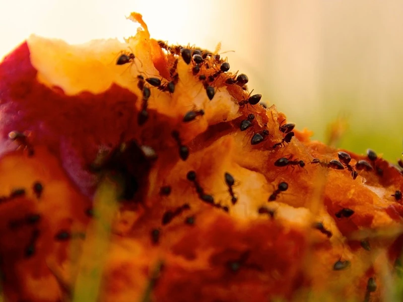 Dedetizadora especialista em formigas