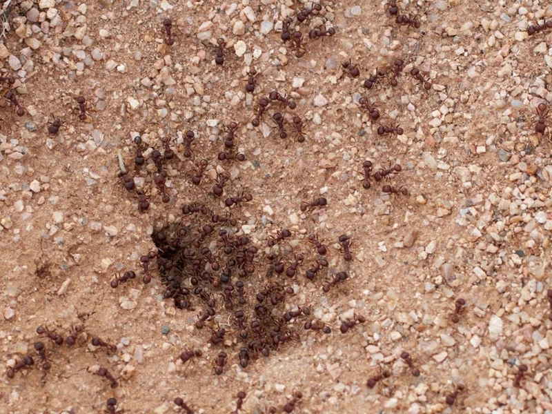 Dedetizadora de formiga em Ribeirão Preto