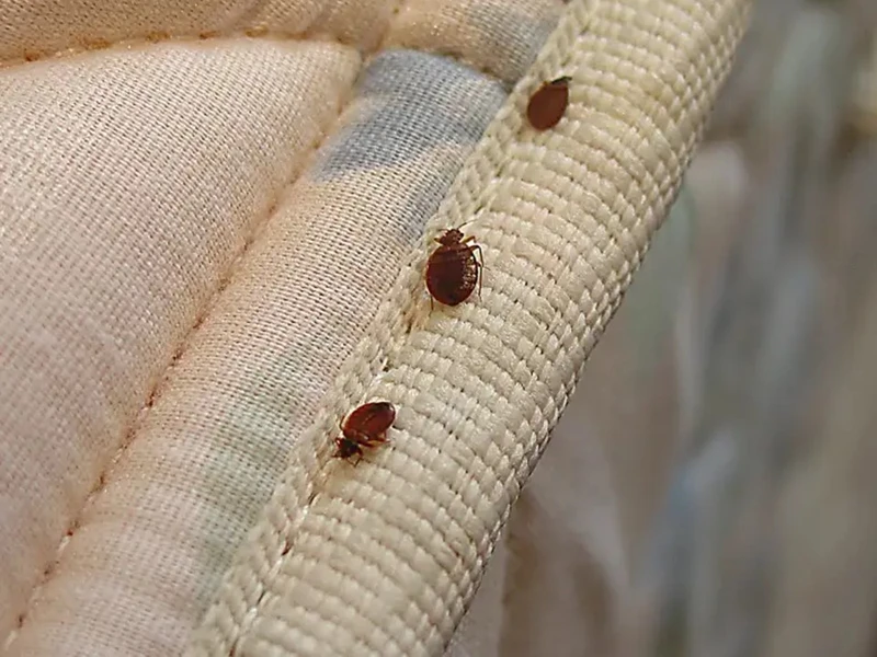 Dedetizadora de percevejo em Bonfim Paulista