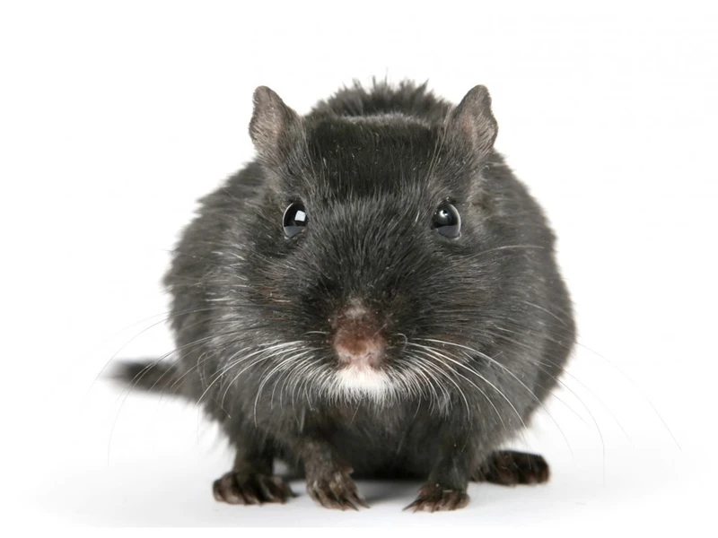 Dedetizadora de ratos em Bonfim Paulista