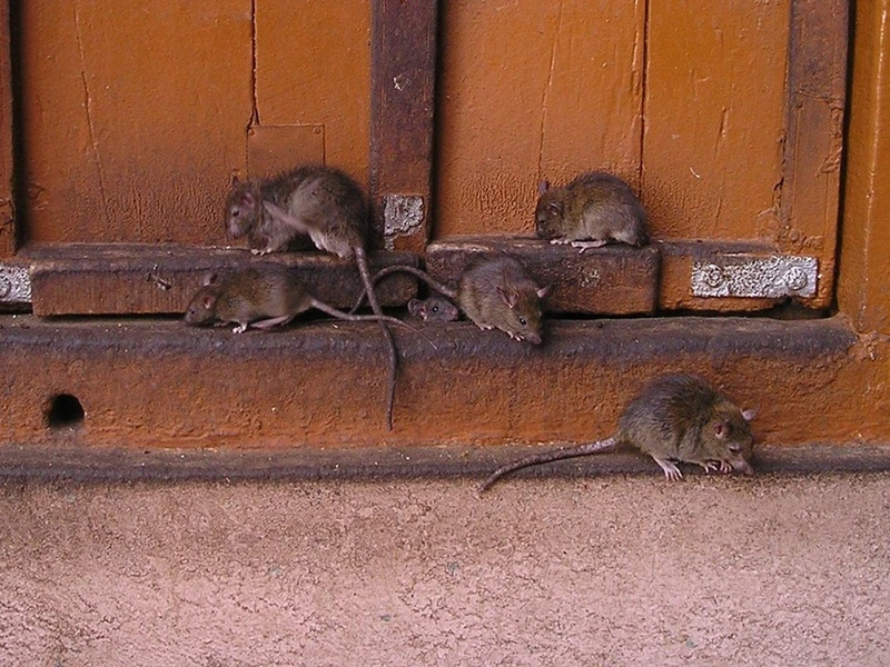 Dedetizadora de ratos em Bonfim Paulista