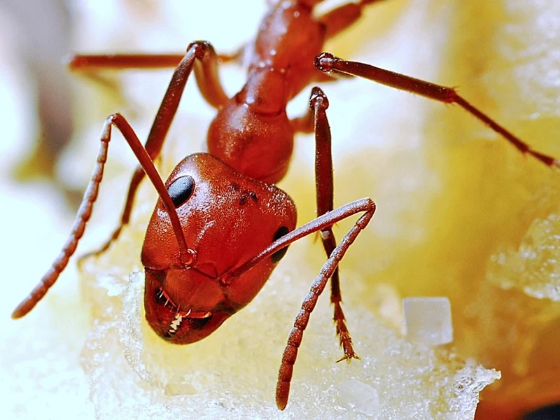 Desinsetização formigas