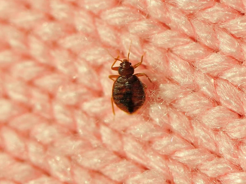 Empresa de dedetização de percevejos