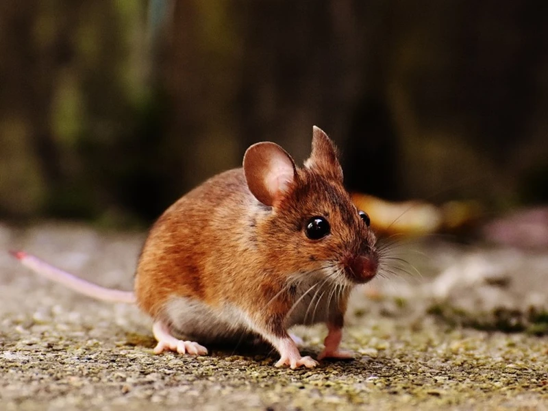 Serviços de desinsetização e desratização