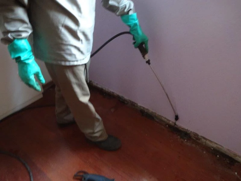 Tratamento anti cupim em Bonfim Paulista