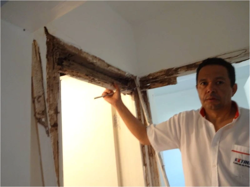 Tratamento anti cupim em Ribeirão Preto