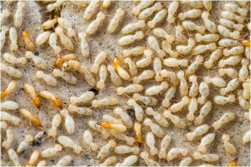 Tratamento de combate contra cupim