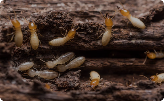 2.750 ESPÉCIES DESCRITAS <br> NO MUNDO